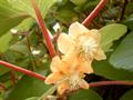 Actinidia chinensis